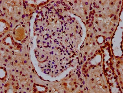 HIST1H2BN Antibody