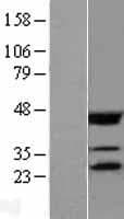 EIF4E Protein (Over-Expression Lysate Myc-DDK (Flag))