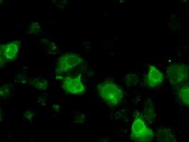 Basigin / Emmprin / CD147 Antibody (clone OTI9B10)