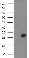 PNMT Antibody (clone OTI1E8, Carrier-free)