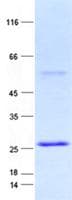 Human POP4 Protein (Recombinant His, N-Terminal)