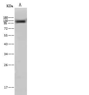 Polyclonal Rabbit anti-Mouse NCSTN / Nicastrin Antibody (Preservative Free, WB)