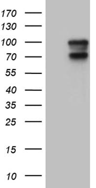 AFAP1 / AFAP Antibody (clone OTI1B6)
