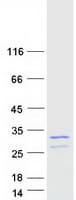 Human MIS12 Protein (Recombinant Myc-DDK (Flag))