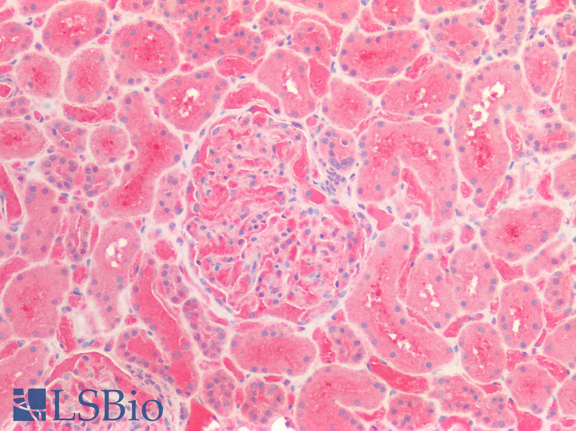 PARK7 / DJ-1 Antibody