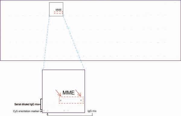 MME / CD10 Antibody (aa411-750, clone UMAB236)