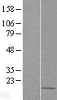 TMEM263 / C12orf23 Protein (Over-Expression Lysate Myc-DDK (Flag))