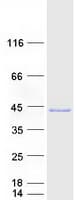 Human PEX19 Protein (Recombinant Myc-DDK (Flag))