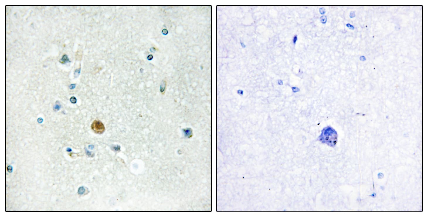 IRF3 Antibody (aa362-411)