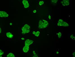Monoclonal Mouse anti-Human KIAA0153 / TTLL12 Antibody (clone OTI12B7, IF, WB)