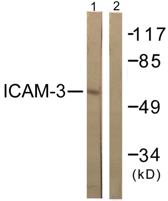 ICAM3 / CD50 Antibody (p518)