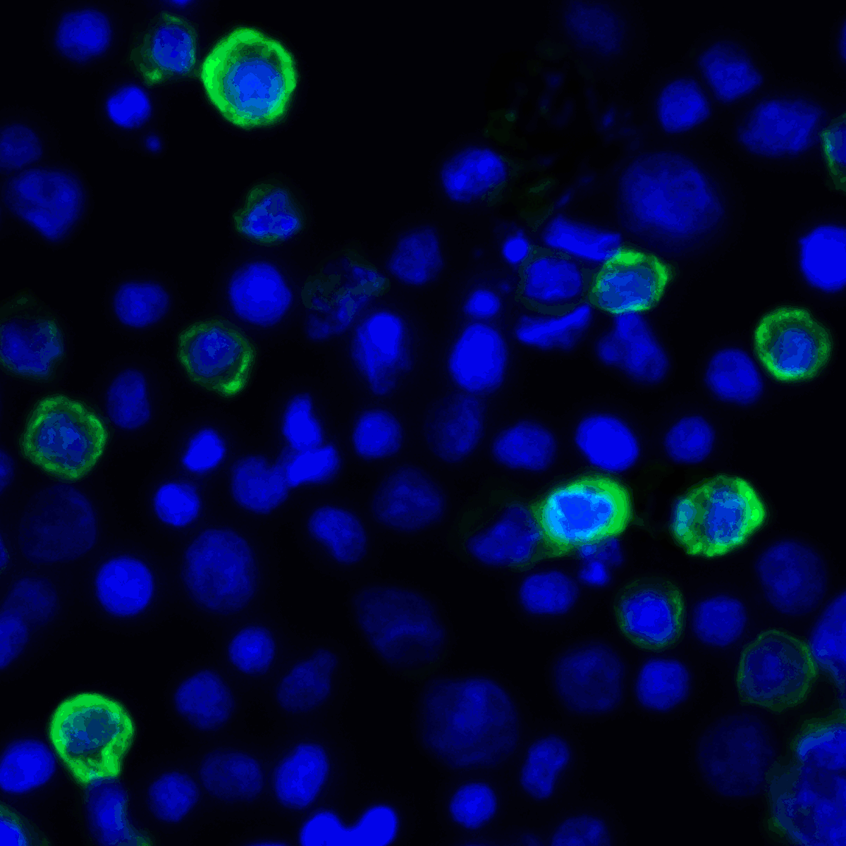 TNFSF14 / LIGHT Antibody (clone 8D4)