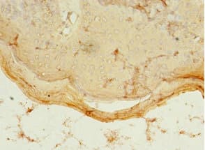 Polyclonal Rabbit anti-Human PDZD3 Antibody (IHC, WB)