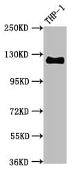 PECAM-1 / CD31 Antibody
