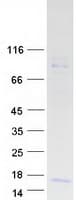 Human Prolactin-Releasing Hormone Protein (Recombinant Myc-DDK (Flag))