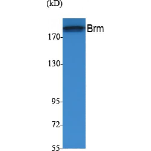 Polyclonal Rabbit anti-Human SMARCA2 / BRM Antibody (Internal, WB)