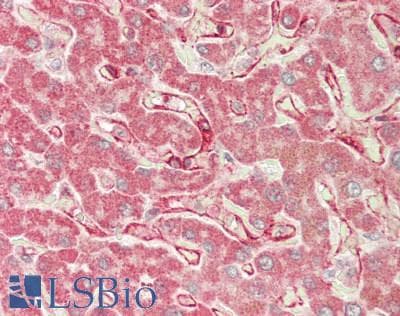 IHC-plus™ RAB4A / RAB4 Antibody