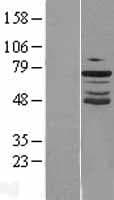 GRHL2 Protein (Over-Expression Lysate Myc-DDK (Flag))