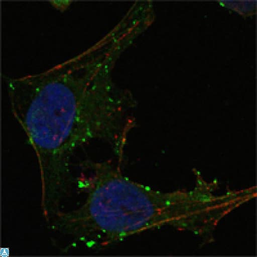 GABPA / NRF2 Antibody