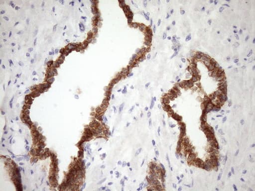 GLOD2 / MCEE Antibody (clone OTI6A1, Carrier-free)