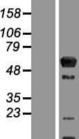 ARL13B Protein (Over-Expression Lysate Myc-DDK (Flag))