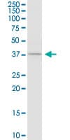 CASP4 / Caspase 4 Antibody (clone 7G7)