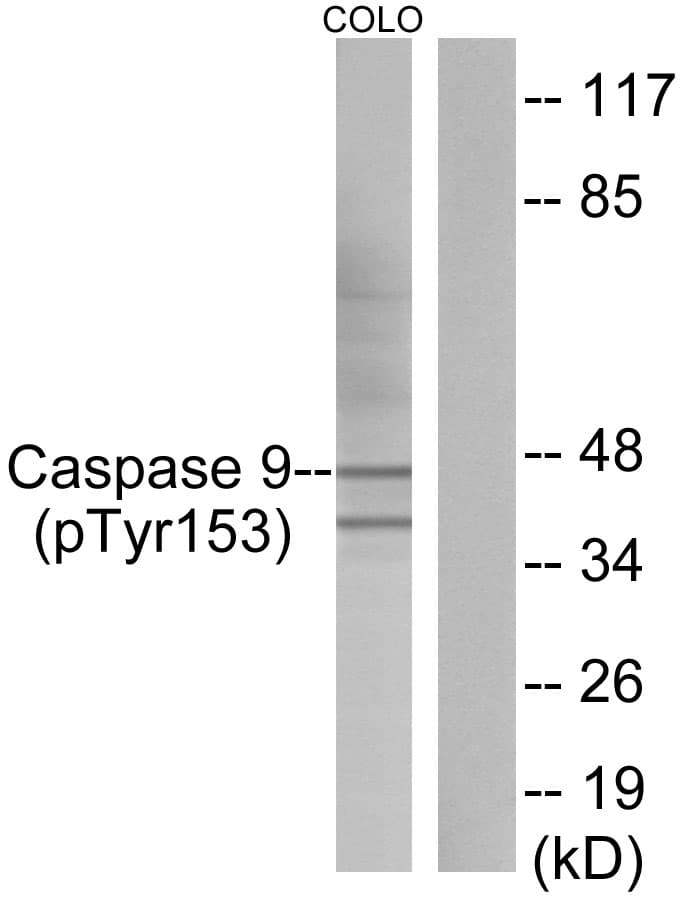 CASP9 / Caspase 9 Antibody (phospho-Tyr153)