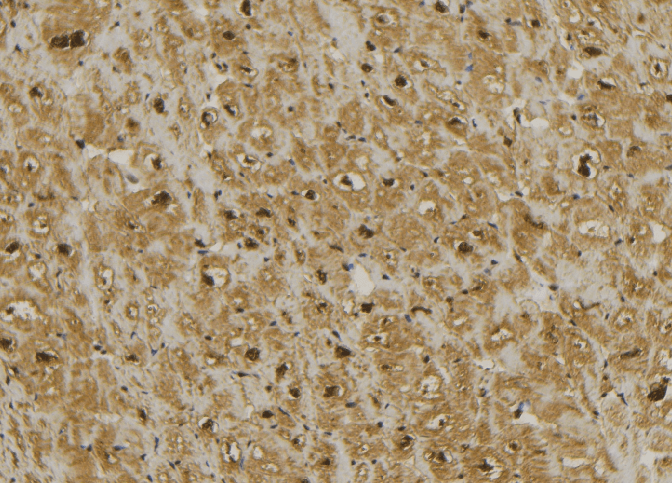 MRPL13 Antibody