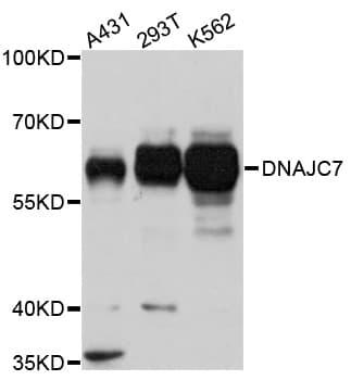 DNAJC7 Antibody