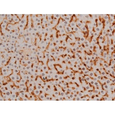 EZR / Ezrin Antibody (phospho-Tyr478)