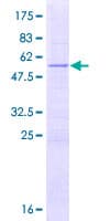 Human THAP2 Protein (Recombinant GST)
