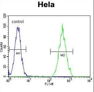 Polyclonal Rabbit anti-Human RARA / RAR Alpha Antibody (aa322-349, IHC, IF, WB)