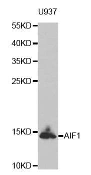 IHC-plus™ AIF1 / IBA1 Antibody