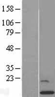 GCSH Protein (Over-Expression Lysate Myc-DDK (Flag))