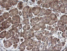 MRPS34 Antibody (clone OTI1H2)