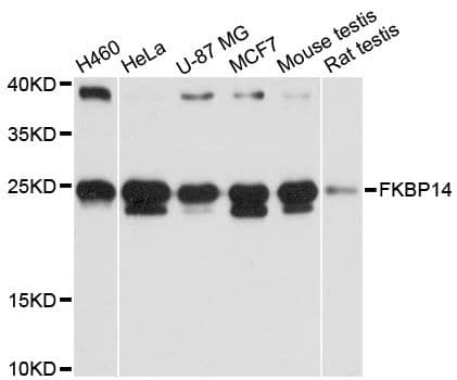 FKBP14 Antibody