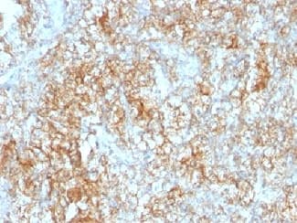 Basigin / Emmprin / CD147 Antibody (clone 8D6, Ready-to-Use)