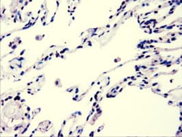 AKT3 Antibody (clone OTI9B2)