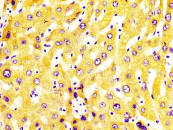 CYP2C19 Antibody