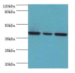 EIF3H / EIF3S3 Antibody (aa80-340)