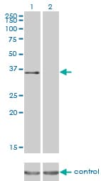 IHC-plus™ ATF1 Antibody (clone 3E7)