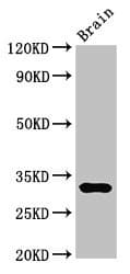 Polyclonal Rabbit anti-Human DNASE1 / DNase I Antibody (IHC, WB)