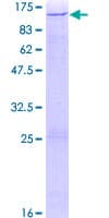 Human ZNF484 Protein (Recombinant GST)