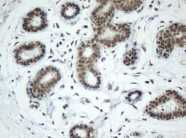 SF3A1 / SF3A120 Antibody (aa249-568, clone OTI3F4, Carrier-free)
