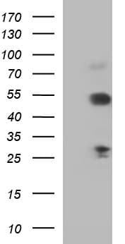 SMAD1 Antibody (clone OTI2D2)