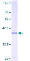 Human TCL1B Protein (Recombinant GST)