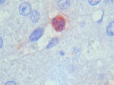 Macrophages, Neutrophils Antibody (clone PM1)