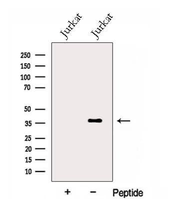 GLRX3 / Glutaredoxin 3 Antibody
