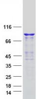 Human DNM3 / Dynamin 3 Protein (Recombinant Myc-DDK (Flag))