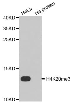 Polyclonal Rabbit anti-Human Histone H4 Antibody (Tri-Methyl-Lys20, IHC, IF, WB)